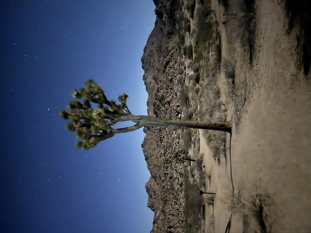 A lone Joshua Tree standing beneath a starry desert night sky