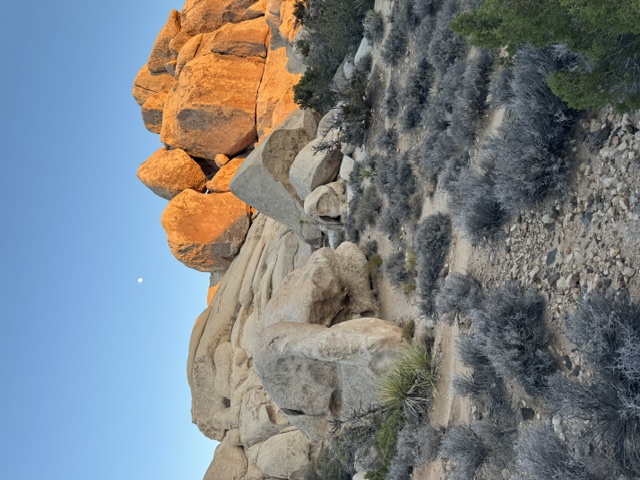 Sunlit golden boulders and desert brush in Joshua Tree
